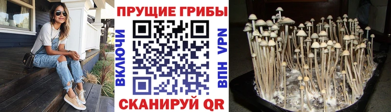 Галлюциногенные грибы ЛСД Невель